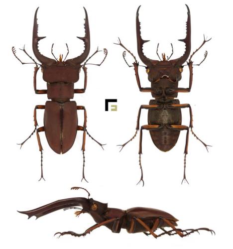 Réf. 294 275 : Lucanus marazziorum